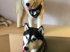 -Husky Go! 哈士奇体验馆·宠物咖啡厅狗咖