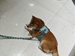 -帕帕拉兹宠物(亚洲旗舰店)