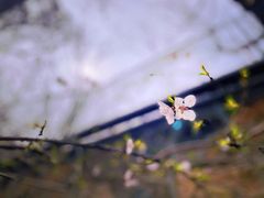 -大觉寺-停车场