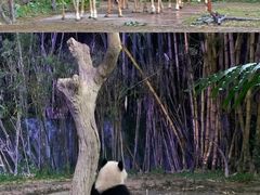 -广州长隆野生动物世界