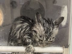 -悠尼宠物·独立低压伊珊娜洗护·美容·寄养(兰谷路店)