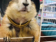 -钓仓鼠(洋桥北里小区店)
