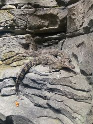 -Zoolung Zoolung动物主题公园(海信广场店)