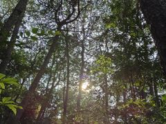 -铁山坪森林公园