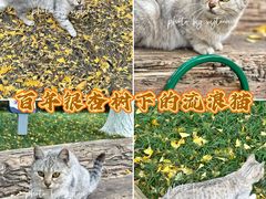-郑和公园