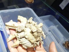 -贝壳王国博物馆