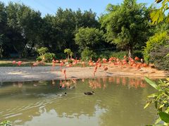 -广州长隆飞鸟乐园