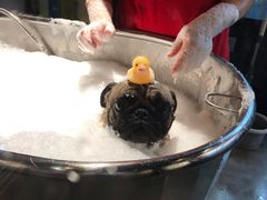 -PETKIT小佩宠物·低压洗护(国顺东路店)