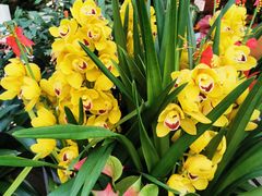 -溪岸路花鸟市场