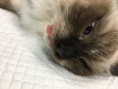 -爱诺耐芙动物医院(万博店)