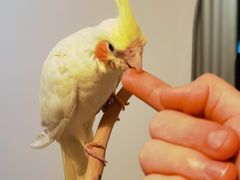 -青石桥花鸟鱼虫市场(叠翠城店)