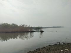 -合肥滨湖国家森林公园