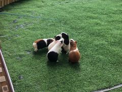 -秀丽东方