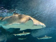 -上海海洋水族馆