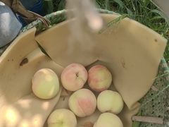 -老袁家蜜桃农场·阳山水蜜桃