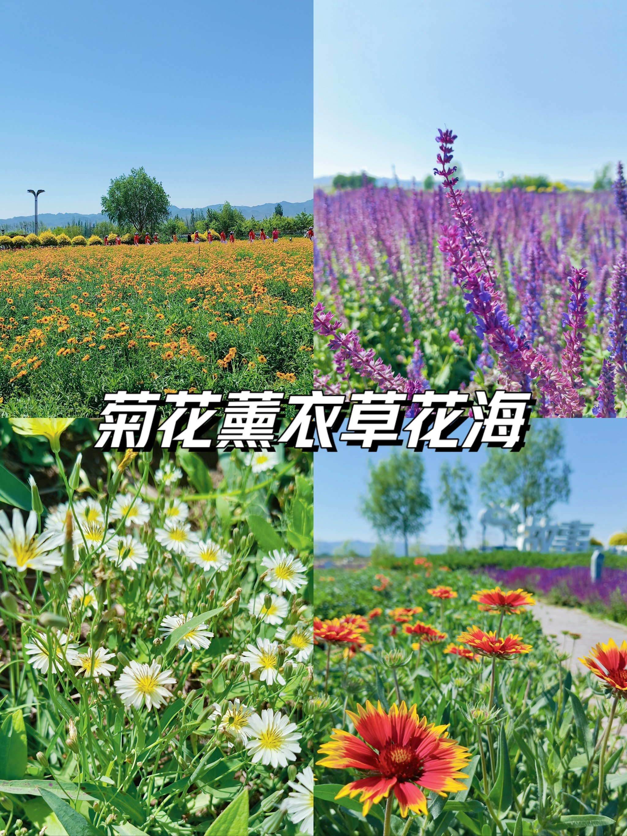 北京周边花海图片