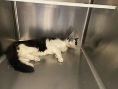 -萌兽医馆·犬猫专科·眼科中心·宠物医院(朝阳门分院)