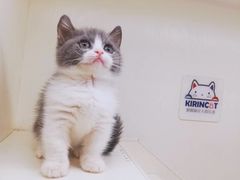-十年猫舍·猫咪专门店(普陀店)