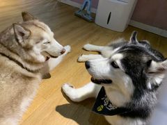 -Husky Go! 哈士奇体验馆·宠物咖啡厅狗咖