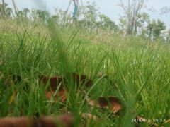 -春花秋色城市公园