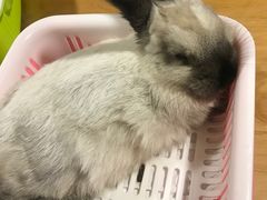 -藦茜花园宠物主题亲子互动体验馆(国顺东路店)