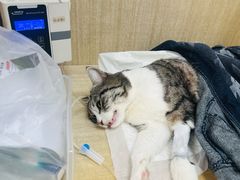 -北京观赏动物医院·24小时大型综合·猫专科·异宠专科