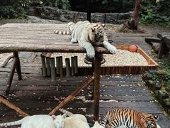 -广州长隆野生动物世界