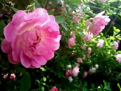 -紫竹院公园冰场