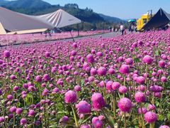 -径山花海