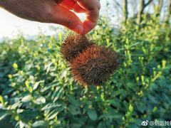 -帐篷客·溪龙茶谷度假酒店