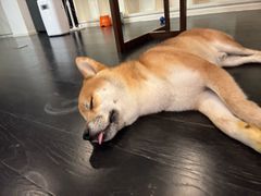 -瑞派申生动物医院·24H夜诊·国际动物医疗中心·骨外科(吴中路店)