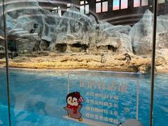 -帝企鹅自助餐厅•儿童岛•真企鹅(长隆企鹅酒店)