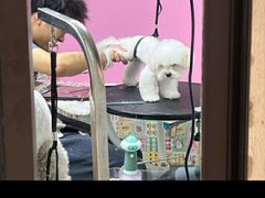 -翊宠yipet猫狗购宠庄园