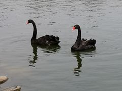 -鄱阳湖国家湿地公园