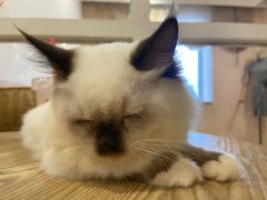 -楼上猫咖(罗湖店)