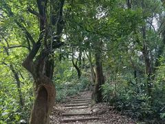 -黄埔油麻山森林公园