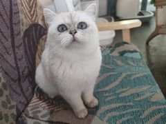 -喵屿·大理花园猫咖