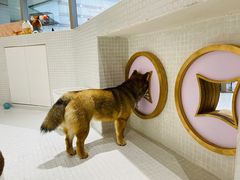 -柴务处·柴犬主题狗咖