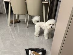 -瑞派宠物医院·犬猫全科·猫友好(宾水西道店)