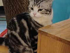 -猫小院猫主题咖啡厅(北锣店)