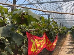 -马陆小张葡萄园农家乐