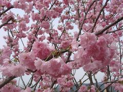 樱花-天适樱花悠乐园