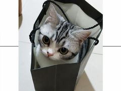 -袖虎·猫馆(体育西路店)