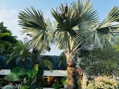 -自由生长植物工作室(深港花卉中心店)