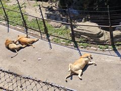 -大连森林动物园