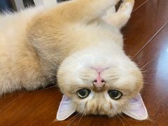 -Bastet sally猫舍购宠(静安店)