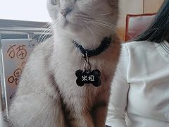 -喵园·猫主题咖啡厅·撸猫·猫咖(国贸店)