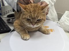 -瑞鹏宠物医院·骨科·猫科·内科(第一中心)