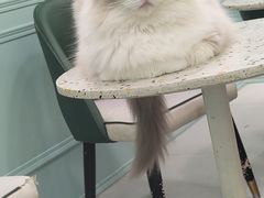 -安格丽娜·狗咖·猫咖羊驼咖(春熙路百盛商场店)