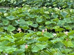 -荷塘月色湿地公园·向阳花洲